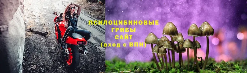 Галлюциногенные грибы Cubensis  купить наркоту  Костомукша 